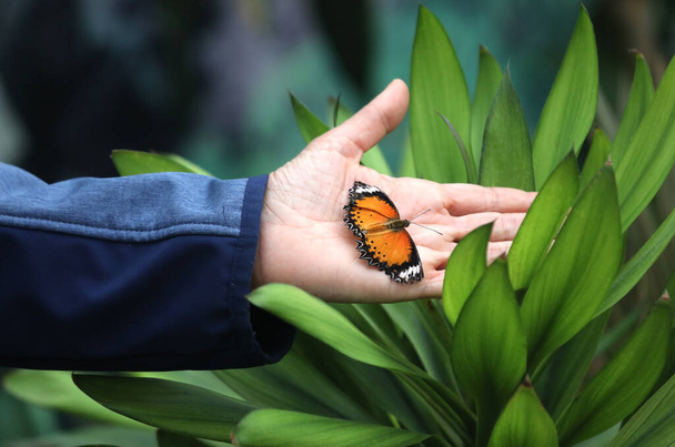 Ormandaki çocuğun elinde büyük bir kelebek - Fotoğraf, Görsel