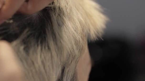 Stylista v kadeřnictví kontroluje obnovené vlasy kořeny blondýny - Záběry, video
