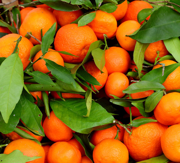 Sulu ve renkli portakallara batırılmış yeşil yapraklar sonbahar pazarında satılıyor. - Fotoğraf, Görsel