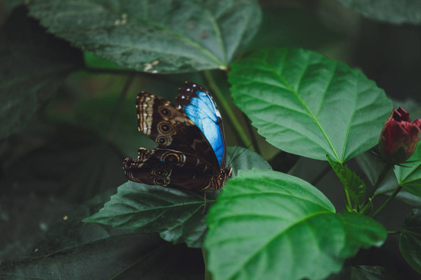 A beautiful butterfly sits on a flower - Фото, зображення