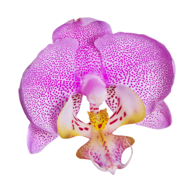 einzelne Orchidee mit vielen rosa Punkten - Foto, Bild