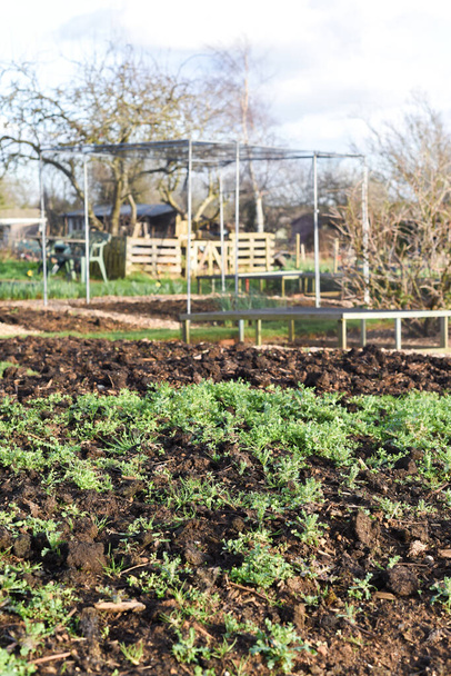 Parcela de parcela o jardín comunitario compartido por múltiples propietarios para cultivar sus propias verduras y alimentos
 - Foto, Imagen