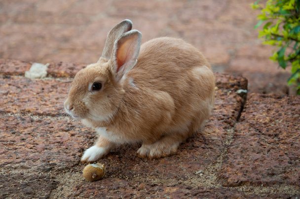 brązowy królik w ogrodzie - Zdjęcie, obraz