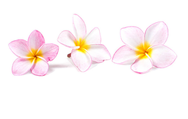 Natur Muster der blühenden Farbe exotische rosa Frangipani Blume, Nahaufnahme von rosa Plumeria oder Frangipani (Hawaii, Hawaii Lei Blume, Bali Indonesien, Shri-Lanka Ceylon, Spa) mit Clipping-Pfad - Foto, Bild