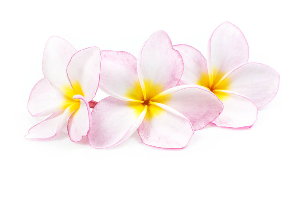 Patrón de la naturaleza de color floreciente rosa exótica flor de Frangipani rosa, primer plano de Plumeria rosa o Frangipani (Hawaii, Hawaiian Lei Flower, Bali Indonesia, Shri-Lanka Ceylon, Spa) con camino de recorte
 - Foto, imagen