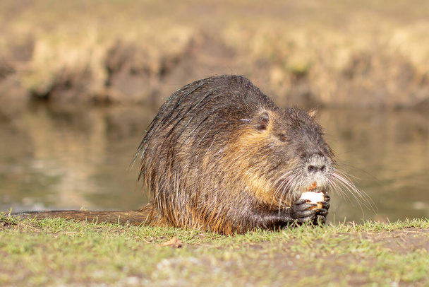 Nutria, Myocastor coypus or river rat the wild near the river. - Photo, Image