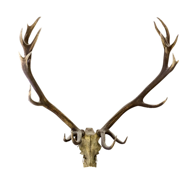 Deer antlers isolated on white - Photo, Image