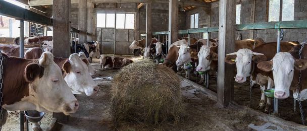 Vacas Simmentales en establo en pequeña granja serbia Imagen panorámica
 - Foto, imagen