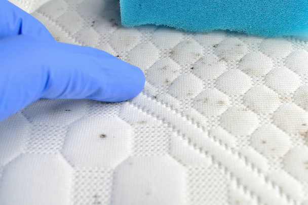 Remover manchas no colchão. Use esponja para limpar o tecido de fungo ou lama. Dedo apontando o ponto
. - Foto, Imagem