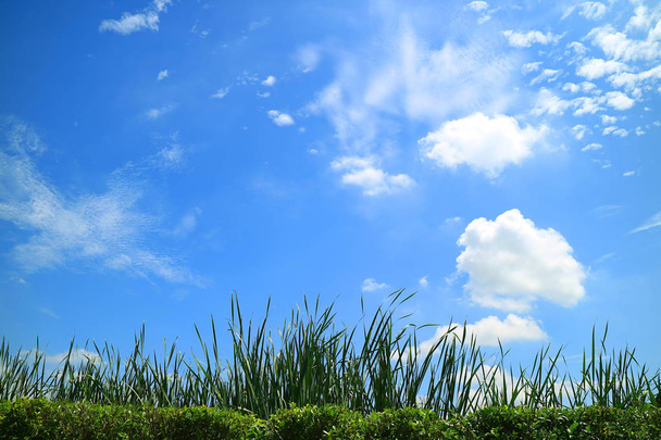 Πράσινο λιβάδι κάτω από τον ηλιόλουστο γαλάζιο ουρανό με άσπρα σύννεφα - Φωτογραφία, εικόνα