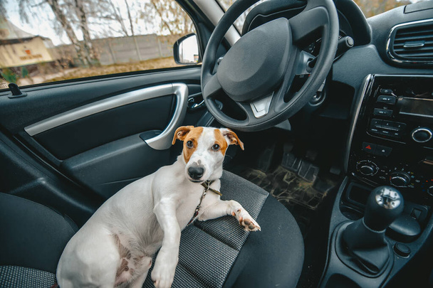 Malý pes je v autě na sedadle řidiče. Roztomilý pes Jack Russell leží v autě. Připraven na cestu. Cestování s pojetím mazlíčků. Pes hledící do kamery - Fotografie, Obrázek