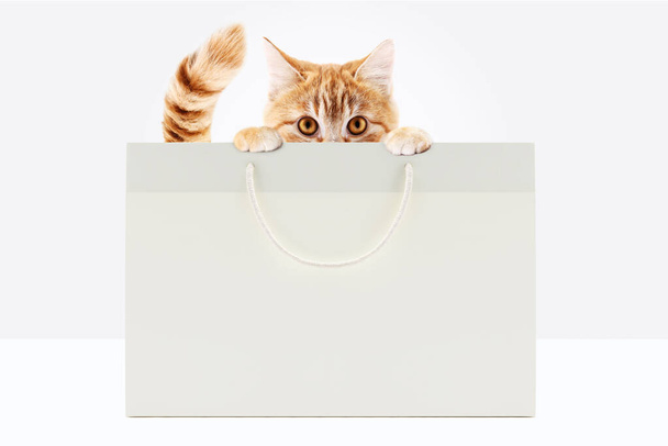 háziállat bolt koncepció, vicces kisállat macska bemutató vásárló elszigetelt fehér háttér üres sablon és másolás tér - Fotó, kép