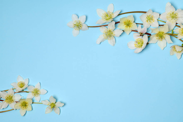Arrangement of spring flowers on light blue background - Фото, изображение