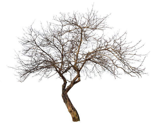 albero nudo medio su bianco
 - Foto, immagini