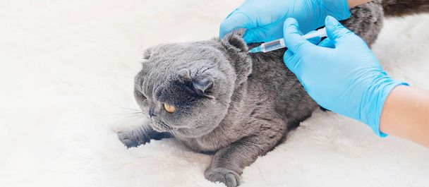 Vaccinazione dei gatti. Medicina veterinaria Focus selettivo. Animali da compagnia
 - Foto, immagini