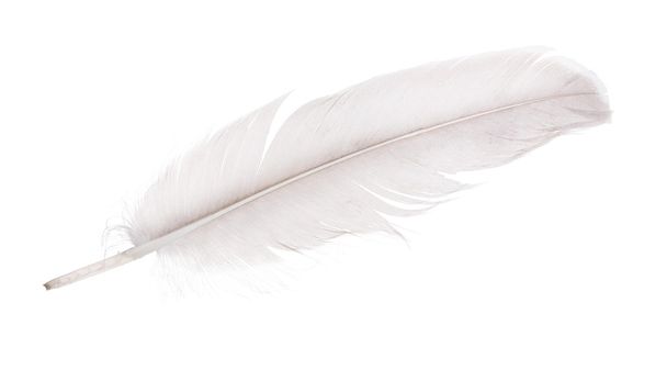 pluma de ganso aislada en blanco
 - Foto, imagen
