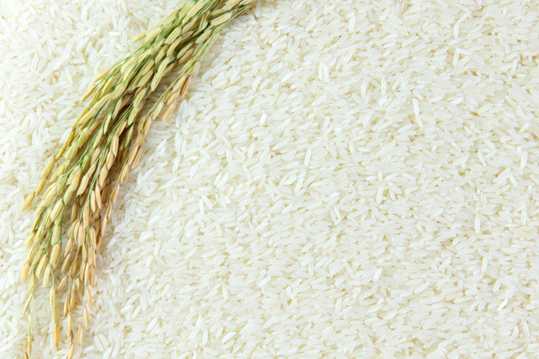 Frumento di riso
 - Foto, immagini