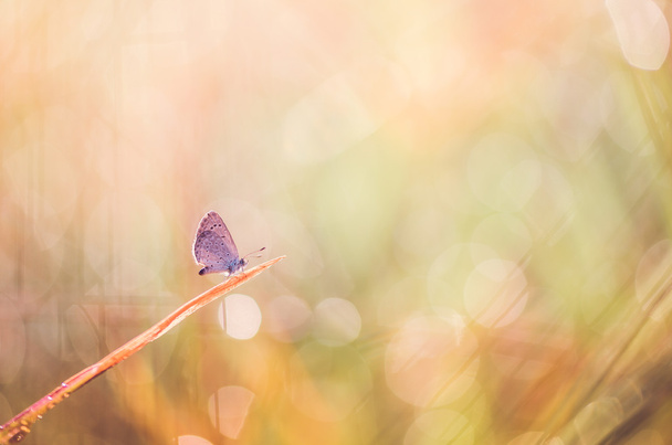 自然の中で小さな蝶 - 写真・画像