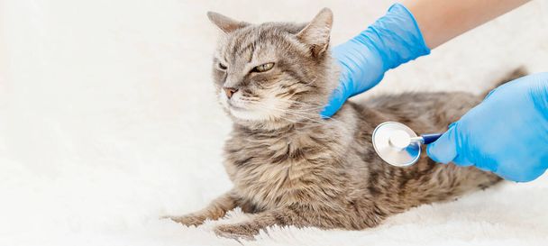 tratamiento de un gato, un fonendoscopio en las manos de un médico. medicina veterinaria. enfoque selectivo
. - Foto, imagen