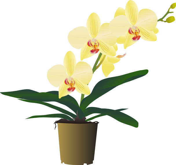 rama de flor de orquídea amarilla en olla
 - Vector, Imagen