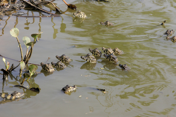 διοπροφόρος caiman, caiman crocodilus - Φωτογραφία, εικόνα