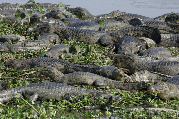 Очковый кайман, кайманский крокодил
 - Фото, изображение