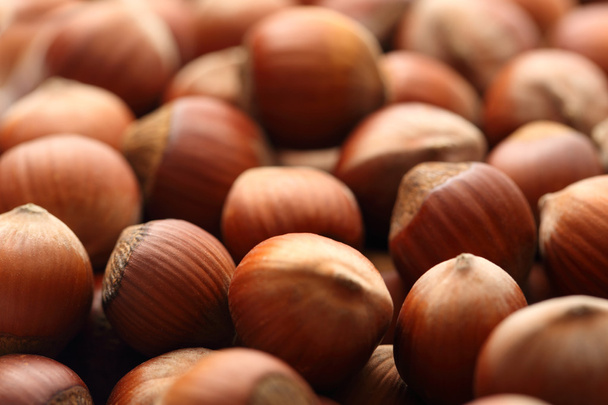 Fresh hazelnuts - Photo, Image