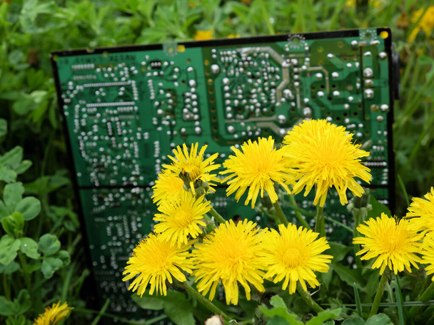 Άγρια λουλούδια στο παρασκήνιο ενός πίνακα κυκλωμάτων υπολογιστή. - Φωτογραφία, εικόνα