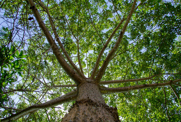 w cieniu drzewa - Zdjęcie, obraz