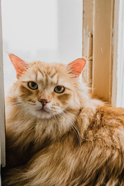 gato peludo rojo con ojos verdes
 - Foto, imagen