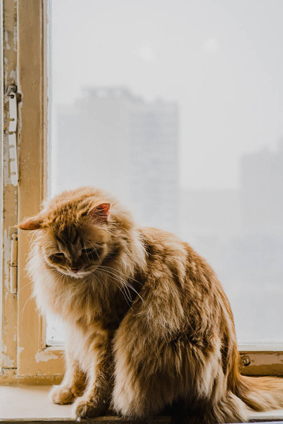 red fluffy cat is sitting on the window - Φωτογραφία, εικόνα