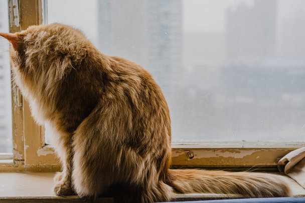 red fluffy cat is sitting on the window - Фото, изображение