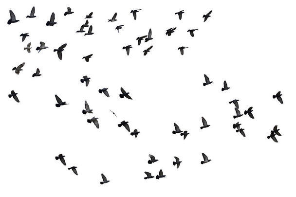 Стаи летающих голубей изолированы на белом фоне. Обрезной путь. - Фото, изображение
