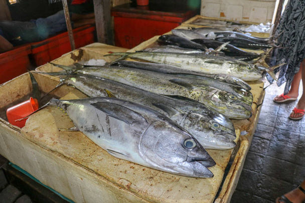 新鮮な魚を販売しています。魚市場のカウンターの上には、マヒやコリパヘナと呼ばれるマグロやイルカの魚も。インドネシアバリのジンバランにあるPasar Ikan Kedonganan. - 写真・画像