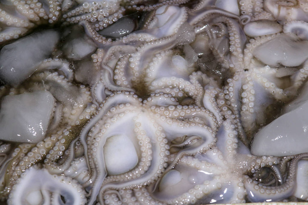 Patroon van verse koppotigen die verkopen op een vis toonbank in Jimbaran. Pasar Ikan Kedonganan - Bali strand. Verse octopussen op de lokale vismarkt. Bunch van verse octopus in plastic krat met ijs. - Foto, afbeelding