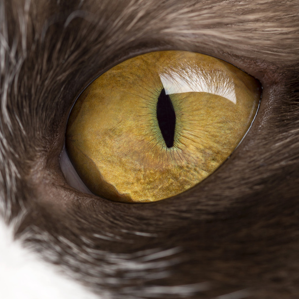 Primo piano dell'occhio di un Longhair britannico
 - Foto, immagini