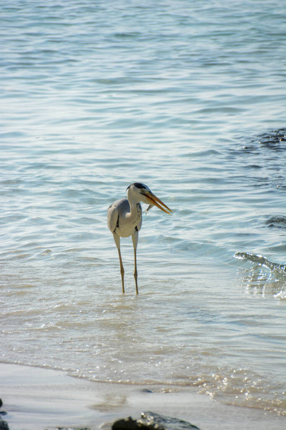 garza en las orillas del mar tropical señalando un banco de sardinas a la orilla
 - Foto, Imagen