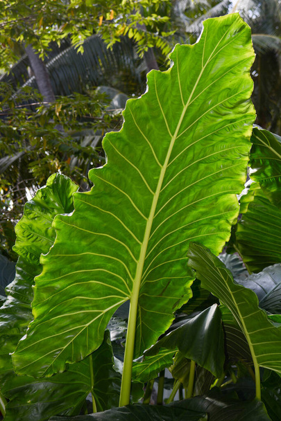熱帯の島の野生の葉の種類は - 写真・画像