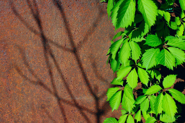 Hojas verdes de uvas silvestres contra un muro de hierro oxidado. Fondo abstracto de la naturaleza. Valla metálica y planta verde
. - Foto, Imagen