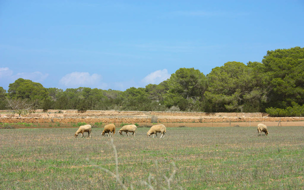 geiten en schapen in de droge en onvruchtbare velden van ibiza en formentera tussen de vijgenbomen en het dorre land in spanje - Foto, afbeelding