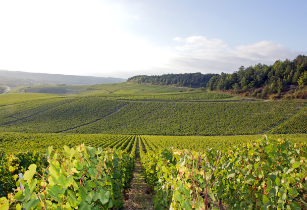 wijngaarden van chablis, wijnstokken in de buurt van auxerre, Bourgogne (Frankrijk) - Foto, afbeelding