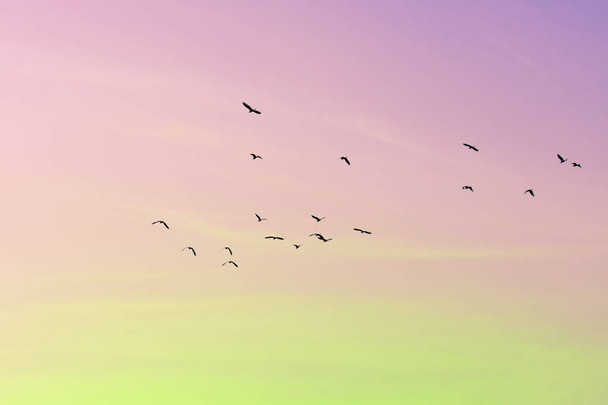 Gökyüzü güzel gökkuşağı ışıkları ve kuşlar uçuşuyor. - Fotoğraf, Görsel