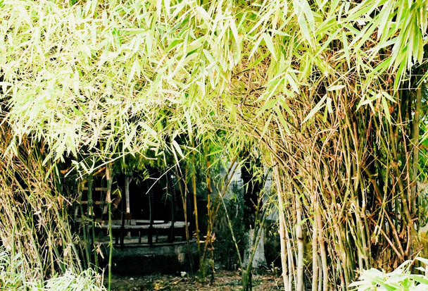 Les bambous dans mon jardin
 - Photo, image