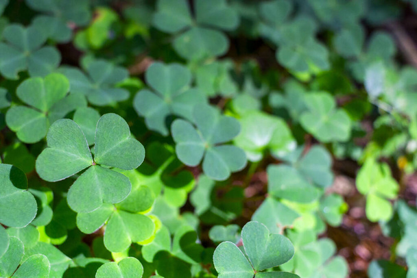 背景緑のシャムロックの自然背景緑のジューシーな色シャムロックの植物聖パトリックの休日や休日のクローバーのシンボル. - 写真・画像