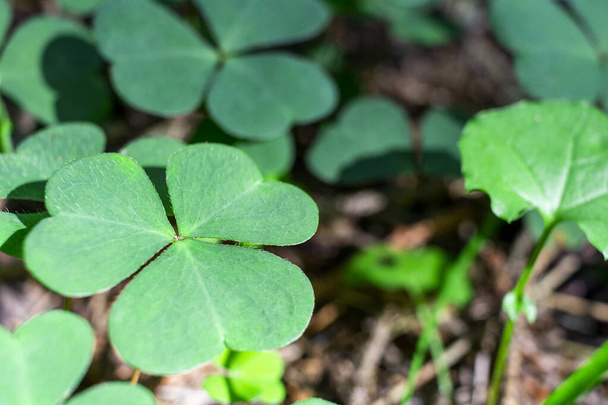 Hintergrund grün Shamrock Natur Hintergrund, frisch grün saftige Farbe, Shamrock Pflanze St. Patrick 's Day Urlaub und Urlaub Klee Symbol. - Foto, Bild