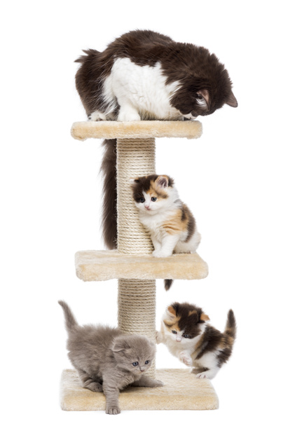 Grupo de gatos brincando em uma árvore de gato, isolado em branco
 - Foto, Imagem