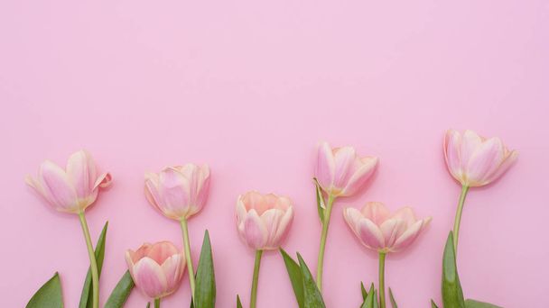 8 maart Gelukkige Vrouwendag. Roze tulpen op roze achtergrond. Kopieerruimte - Foto, afbeelding