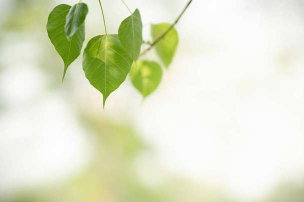 Close up of beautiful nature view green Sacred fig leaf on blurred greenery background under sunlight with bokeh and copy space using as background natural plants landscape, ecology wallpaper concept. - Photo, Image