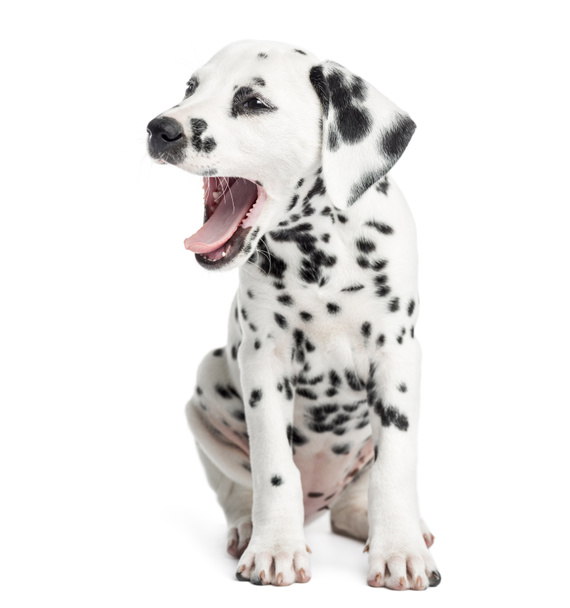 Dalmatian puppy yawning, sitting, isolated on white - Photo, Image