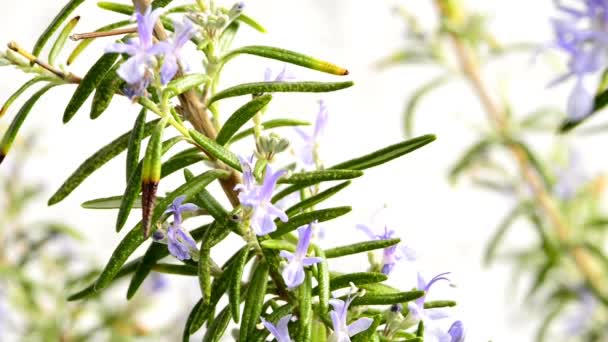 Rosemary planta medicinal e especiarias com flor
 - Filmagem, Vídeo